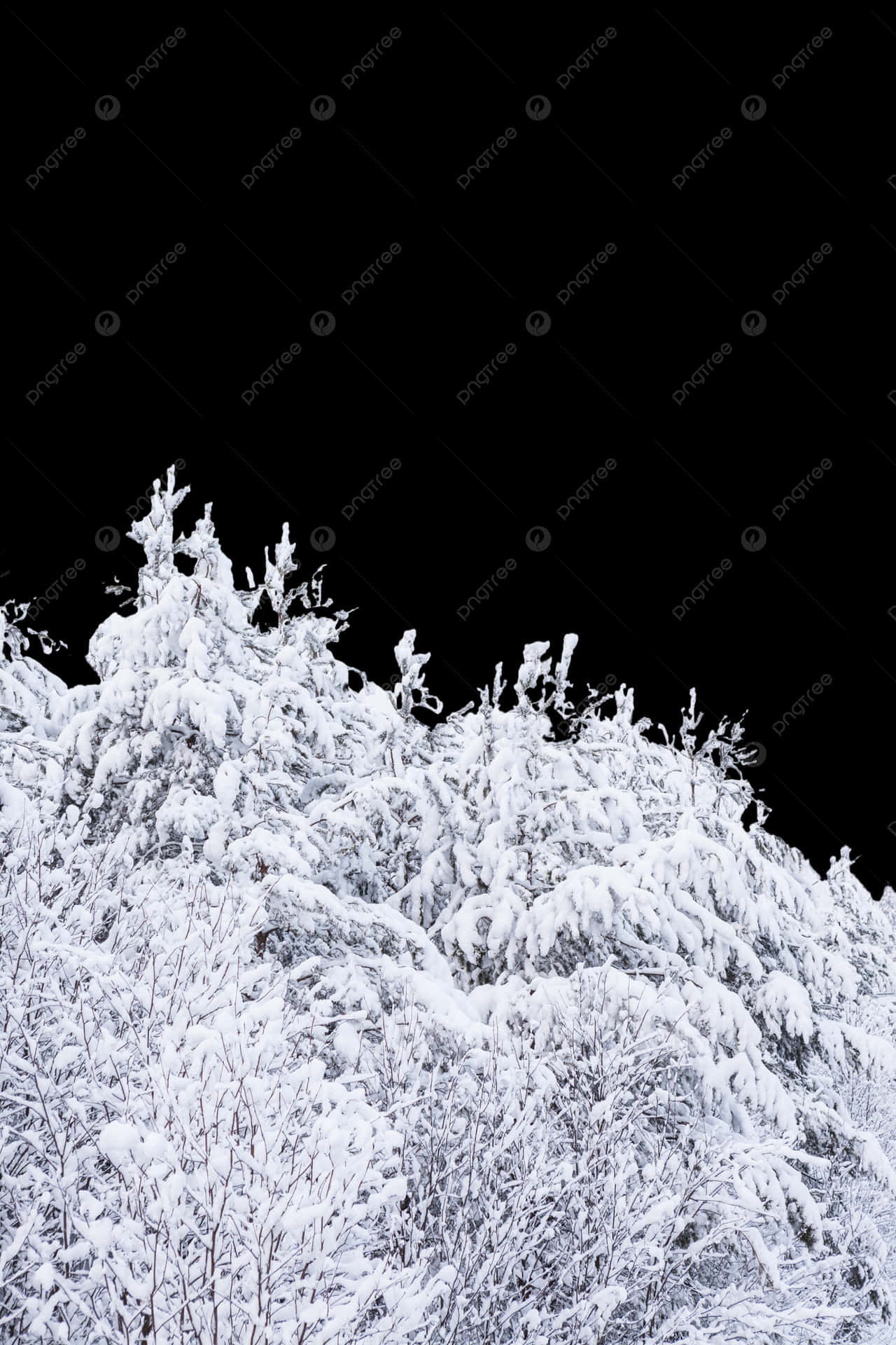 Snowy_ Treetops_ Against_ Night_ Sky.jpg Wallpaper