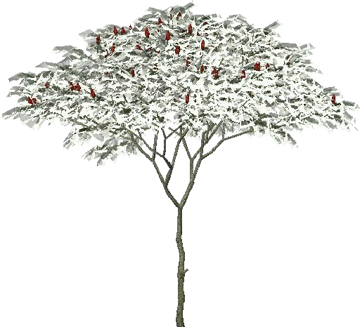 Snowy Treewith Red Berries PNG