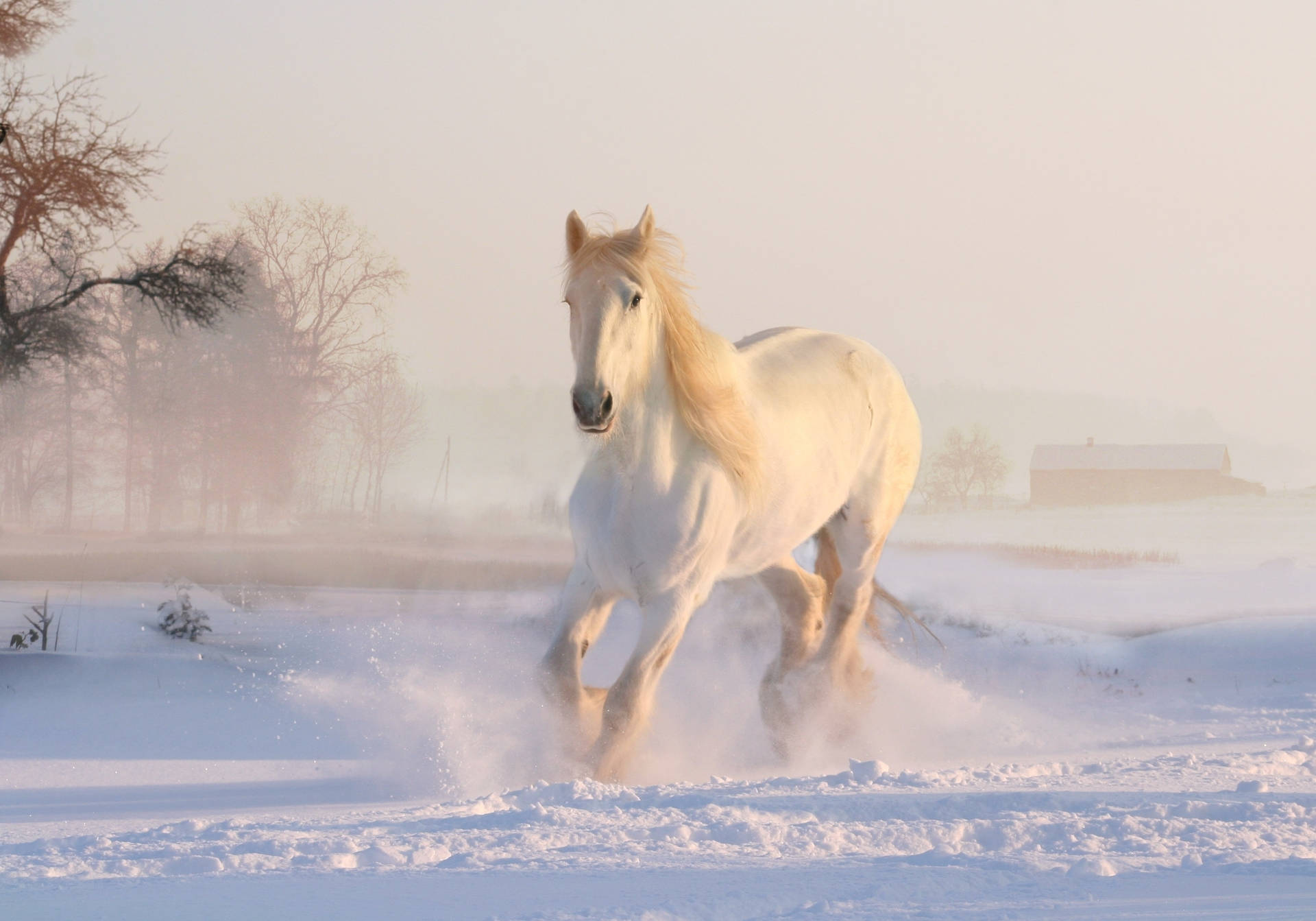 Snowy White Running Horse Wallpaper