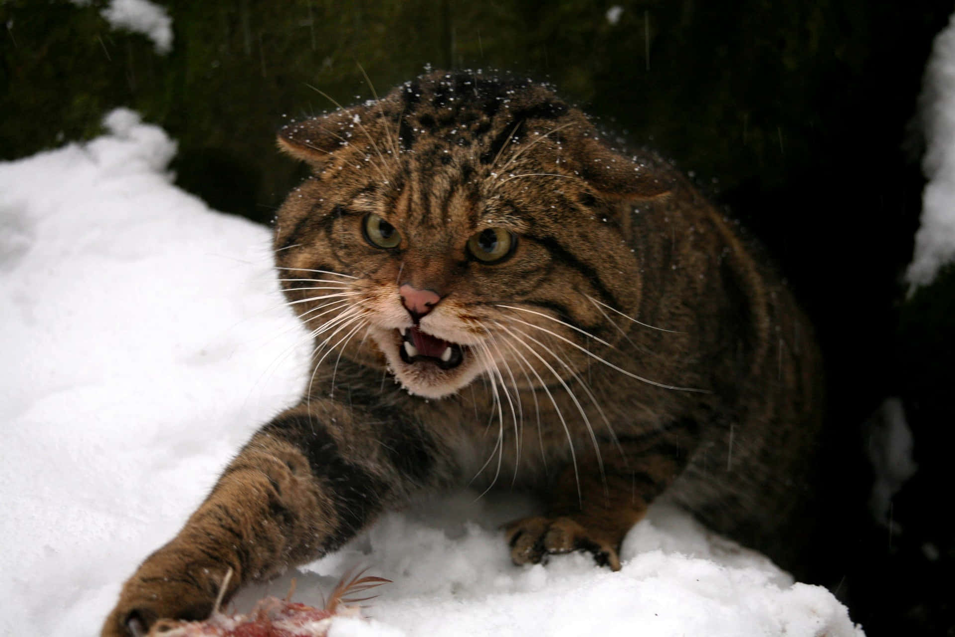 Snowy Wildcat Defensive Posture Wallpaper