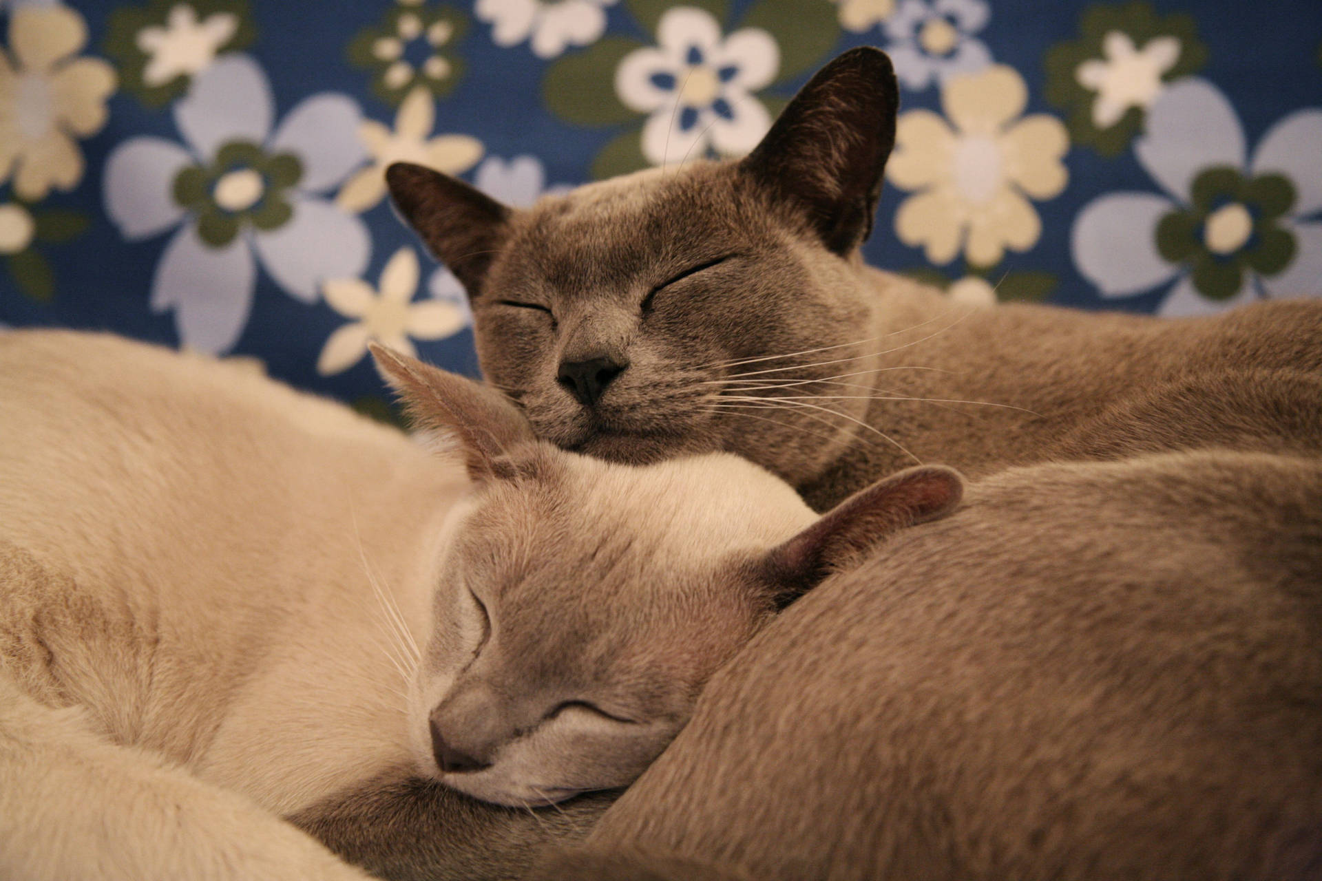 Snuggling Grey Cats