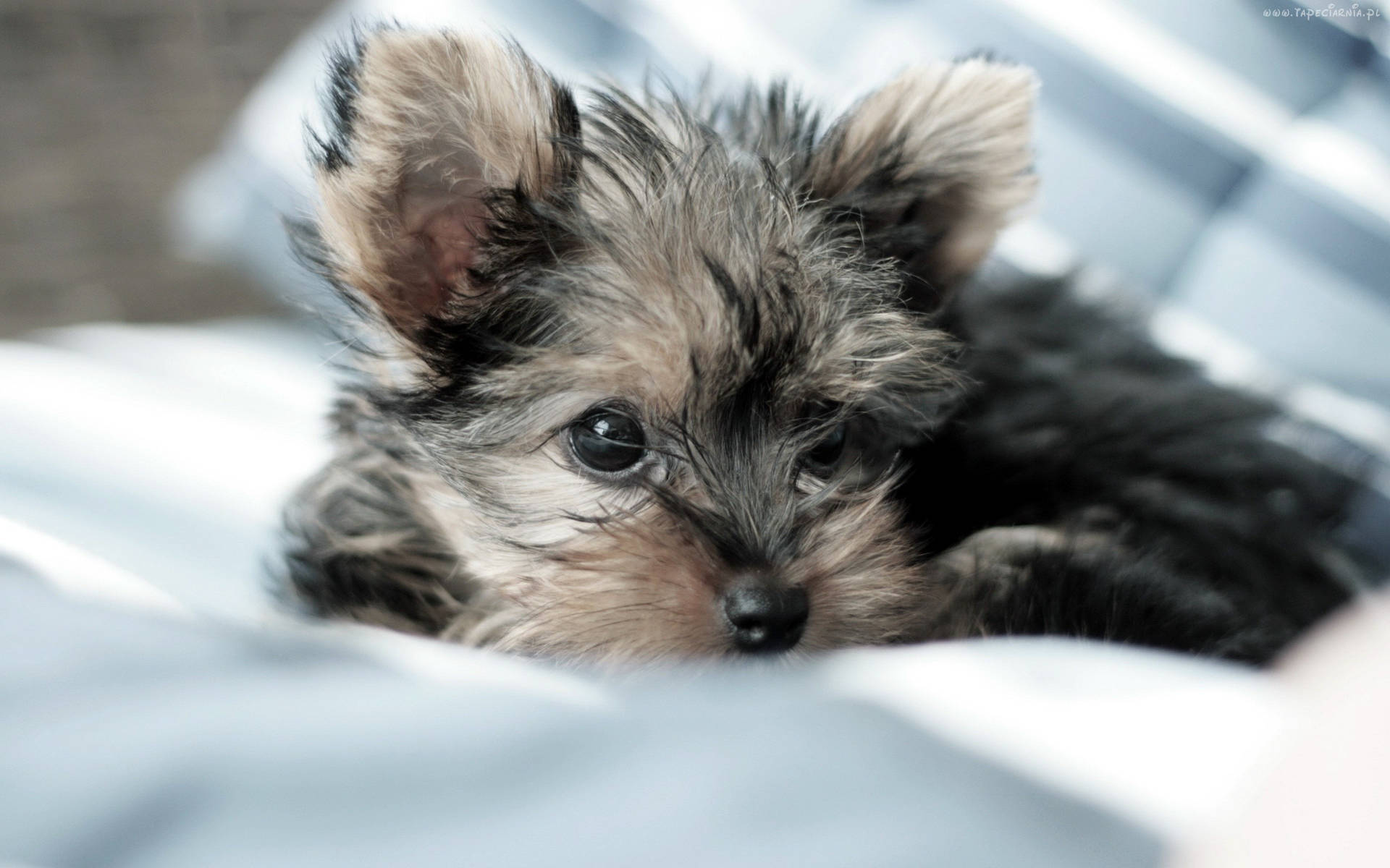 Snuggly Yorkshire Terrier Puppy Wallpaper