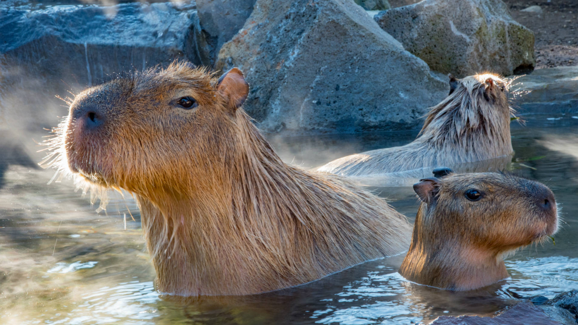 Soaked Capybara In The Water Wallpaper
