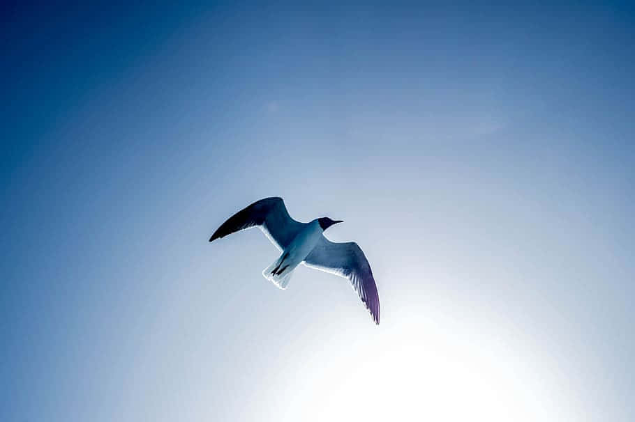 Soaring Albatross Against Sunlit Sky Wallpaper