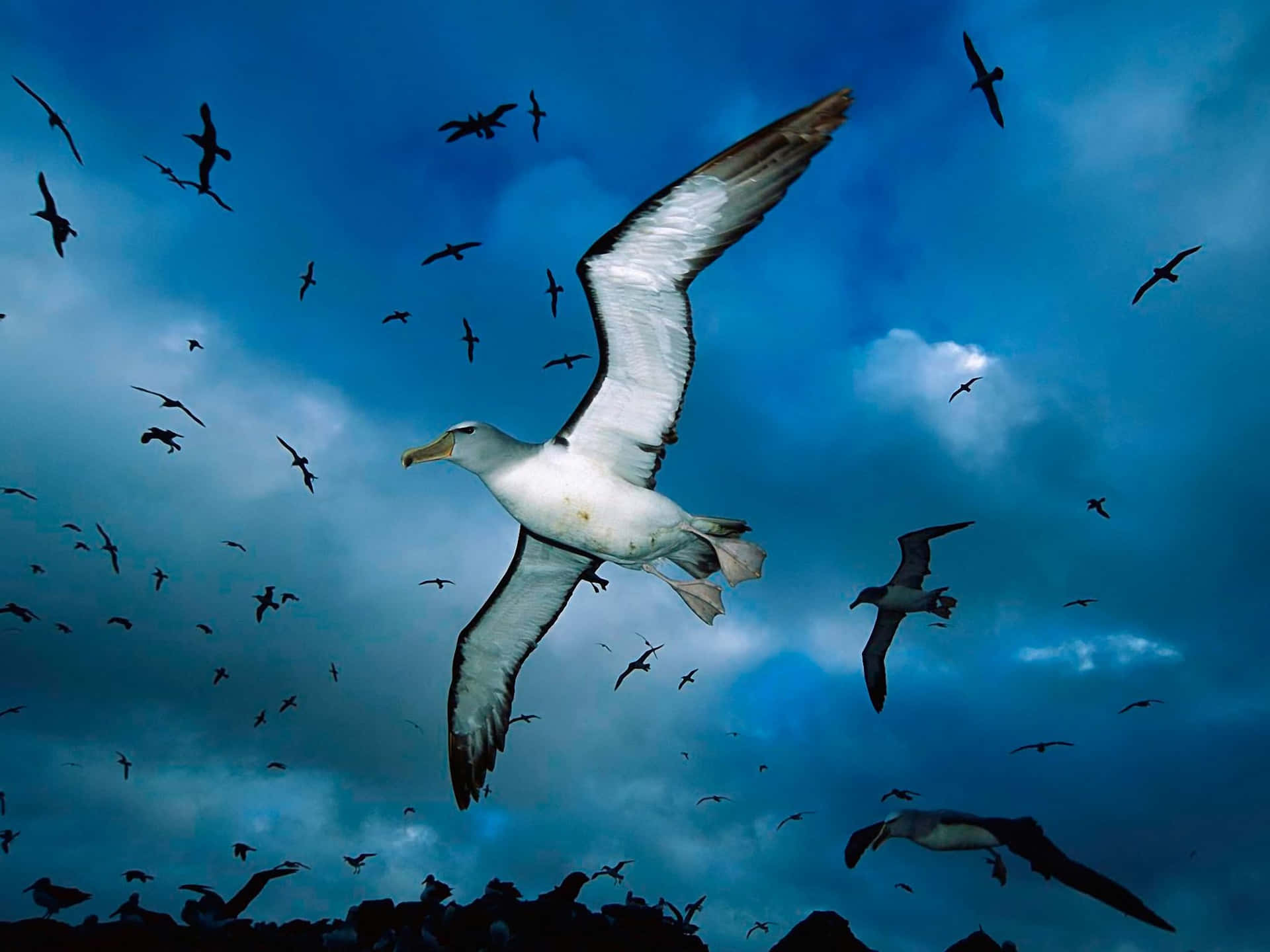 Soaring_ Albatross_ Amidst_ Flock Wallpaper