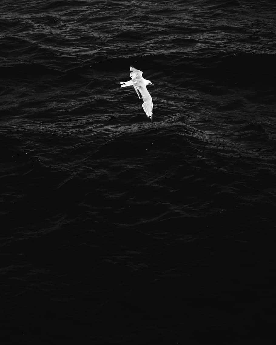 Soaring Albatross Over Dark Waters Wallpaper