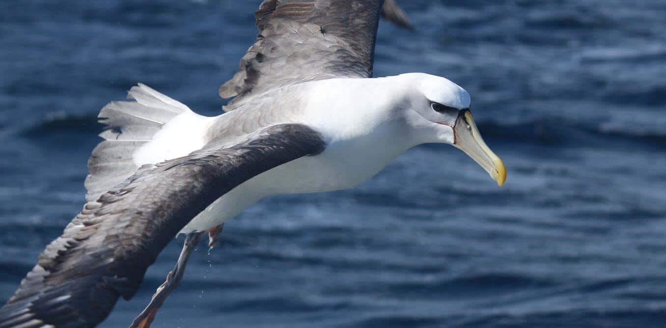 Soaring Albatross Over Ocean.jpg Wallpaper