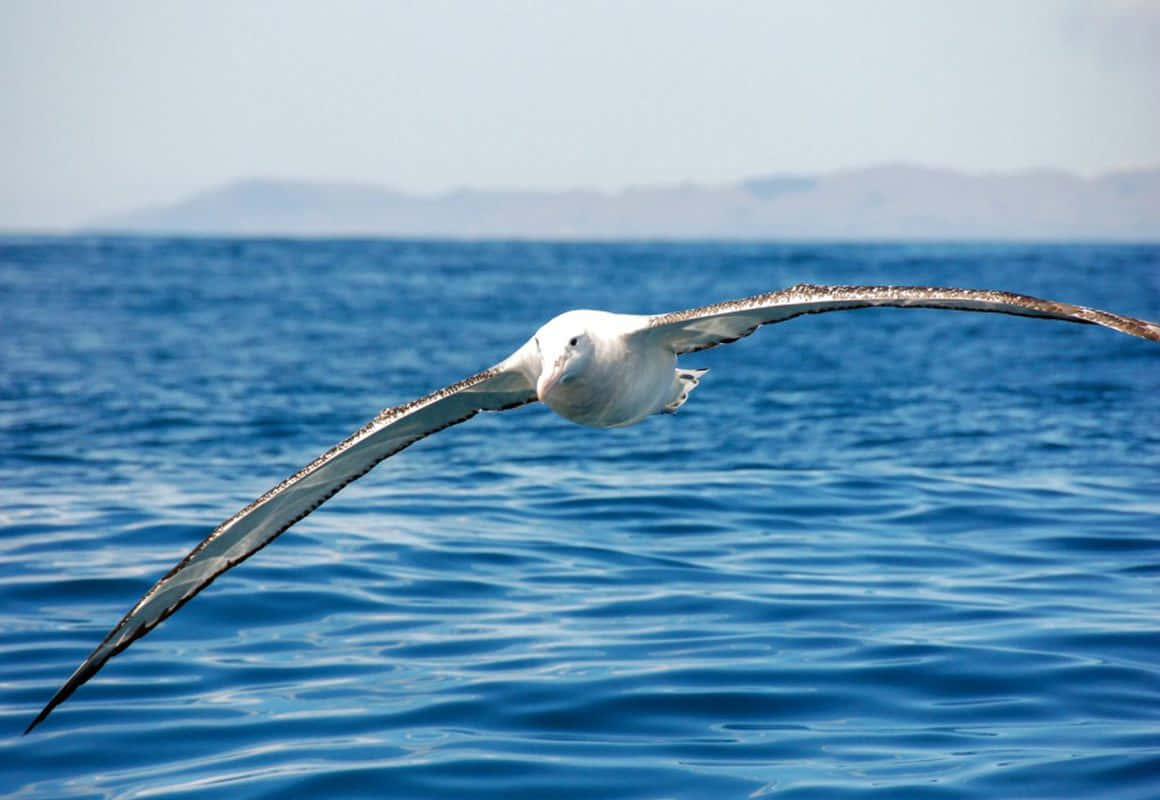 Soaring_ Albatross_ Over_ Ocean.jpg Wallpaper