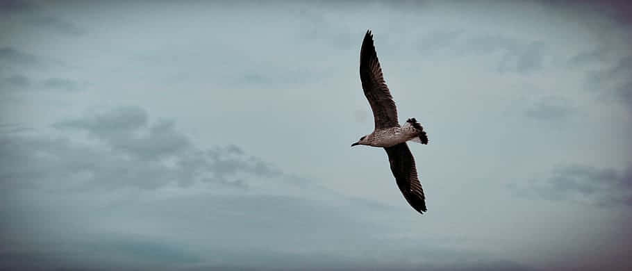 Soaring Albatross Overcast Sky Wallpaper