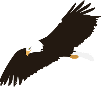 Soaring Bald Eagle Vector PNG