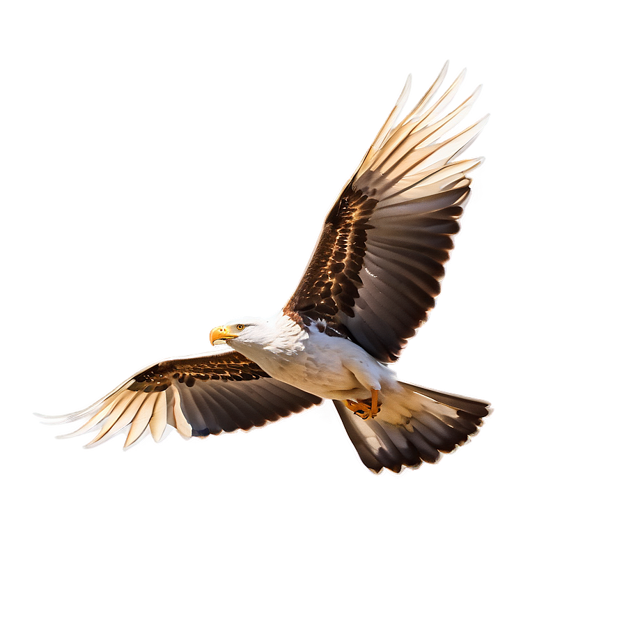 Soaring Bird Flight Png 28 PNG