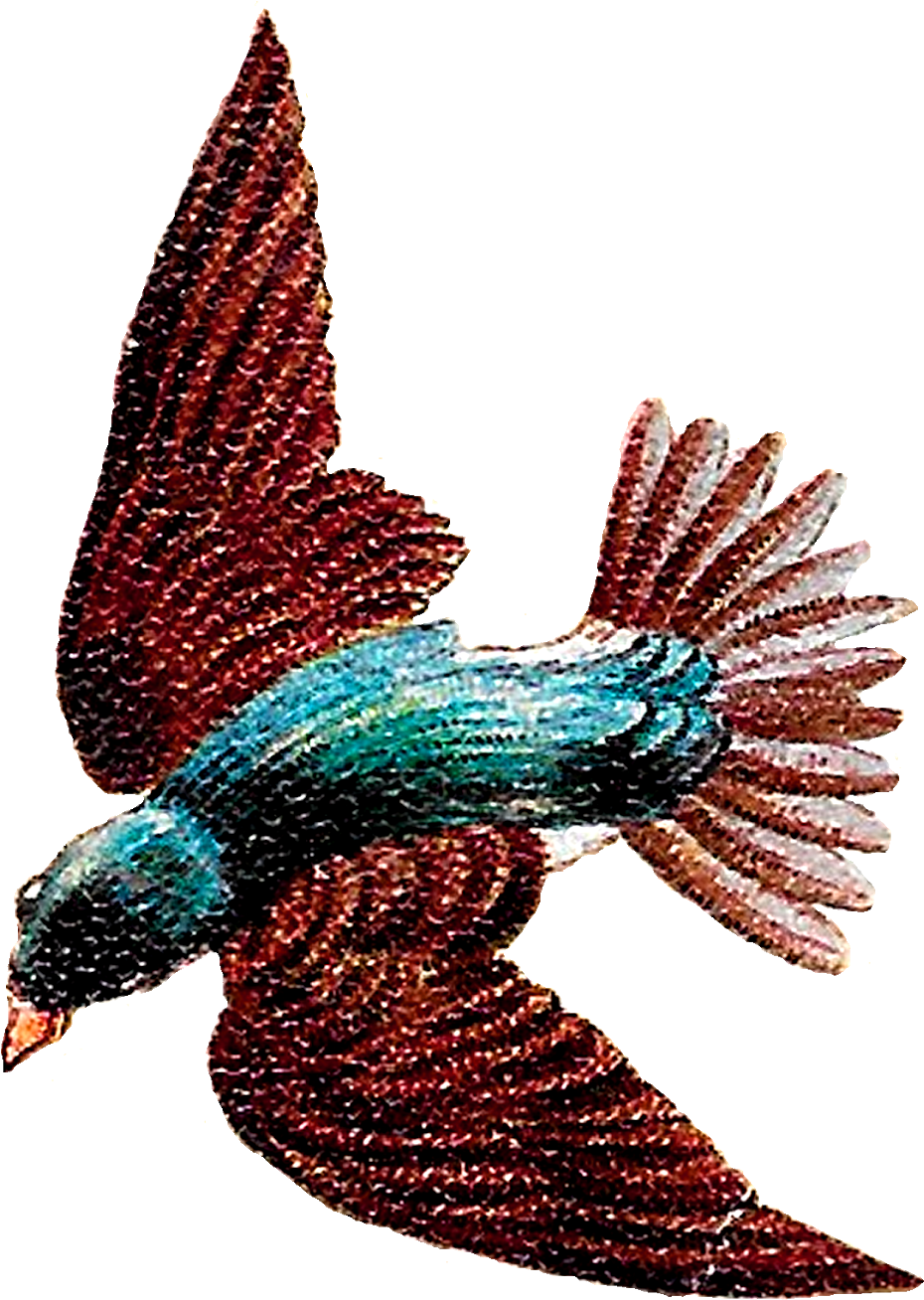 Soaring Bird Illustration.png PNG