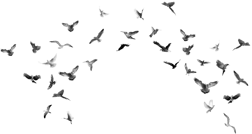 Soaring Birds Flock Silhouettes PNG
