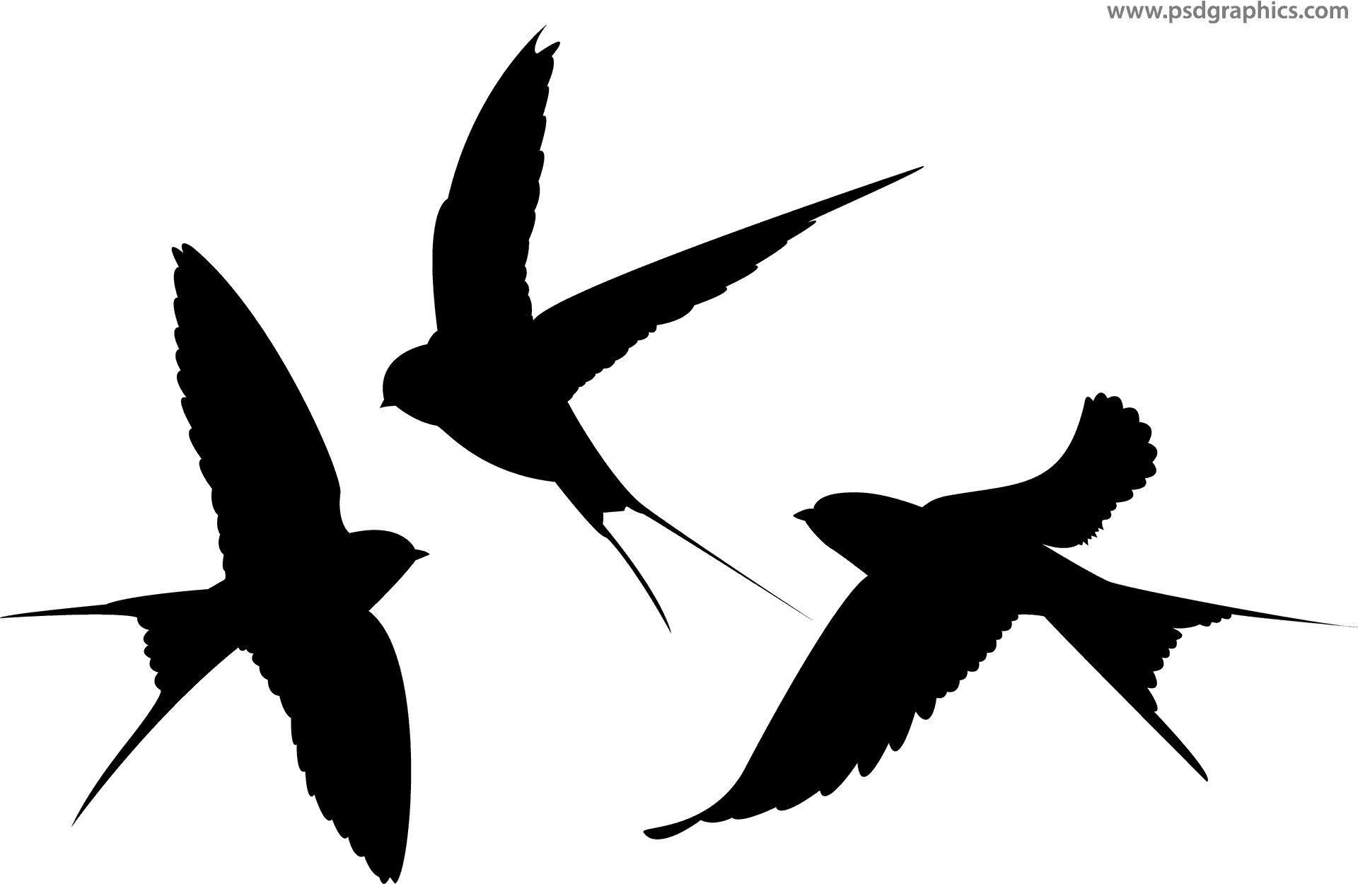 Soaring Birds Silhouette PNG