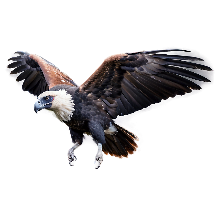 Soaring Condor Png 41 PNG