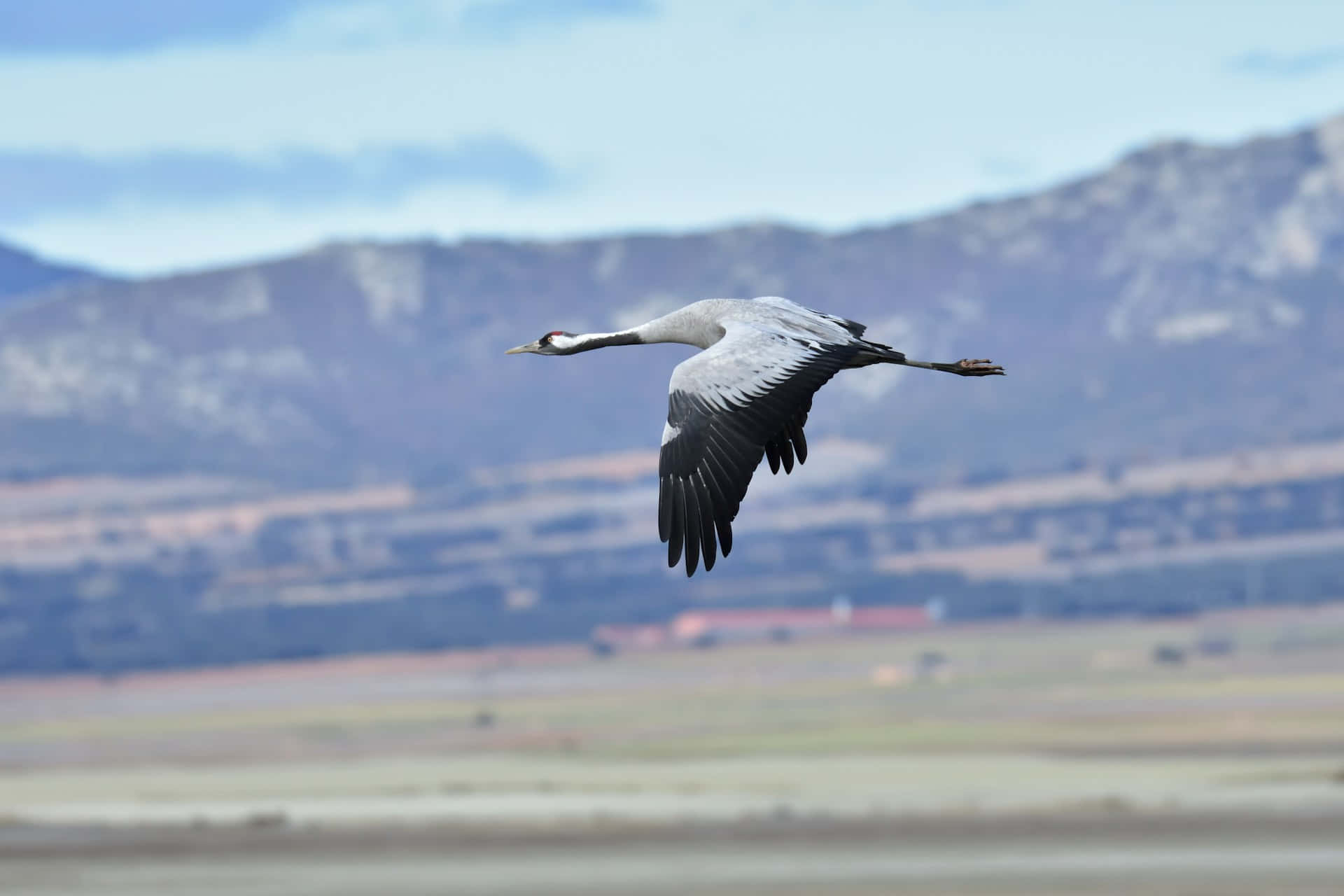 Soaring Crane Against Mountain Backdrop Wallpaper