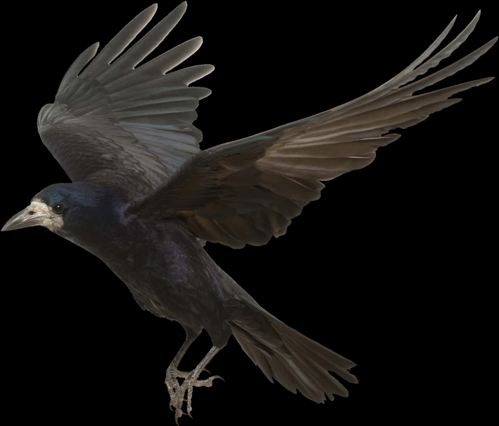 Soaring Crowin Flight PNG