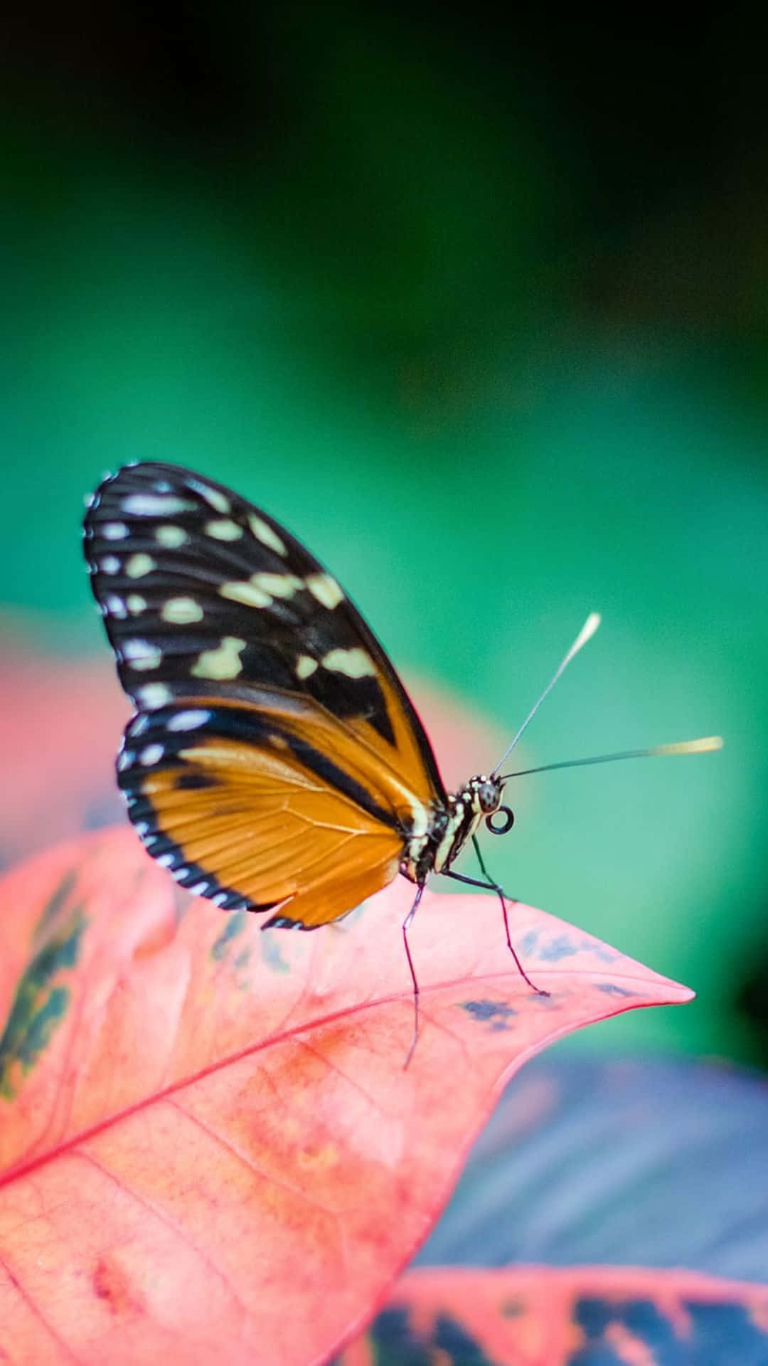 Soaring Elegance - Aesthetic Butterfly Wallpaper