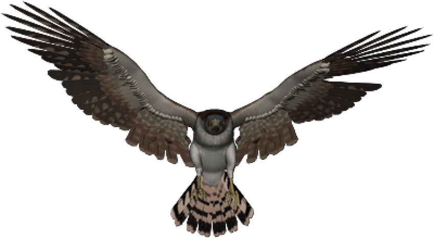 Soaring Falcon Graphic PNG