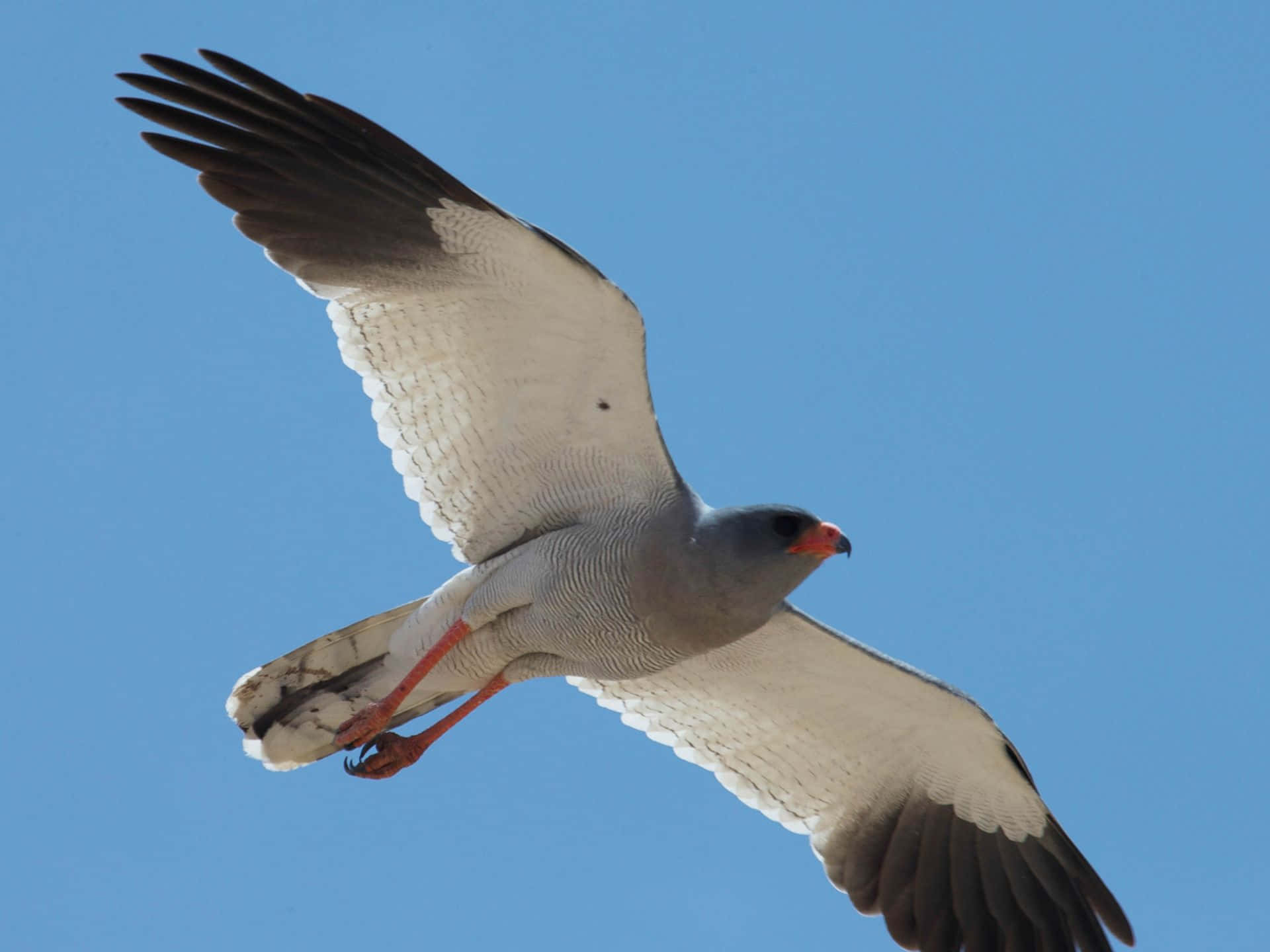 Soaring Goshawkin Blue Sky Wallpaper