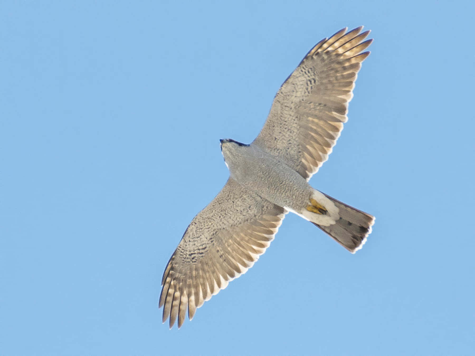 Soaring Goshawkin Blue Sky.jpg Wallpaper