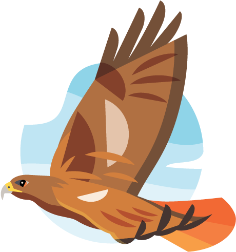 Soaring Hawk Illustration PNG