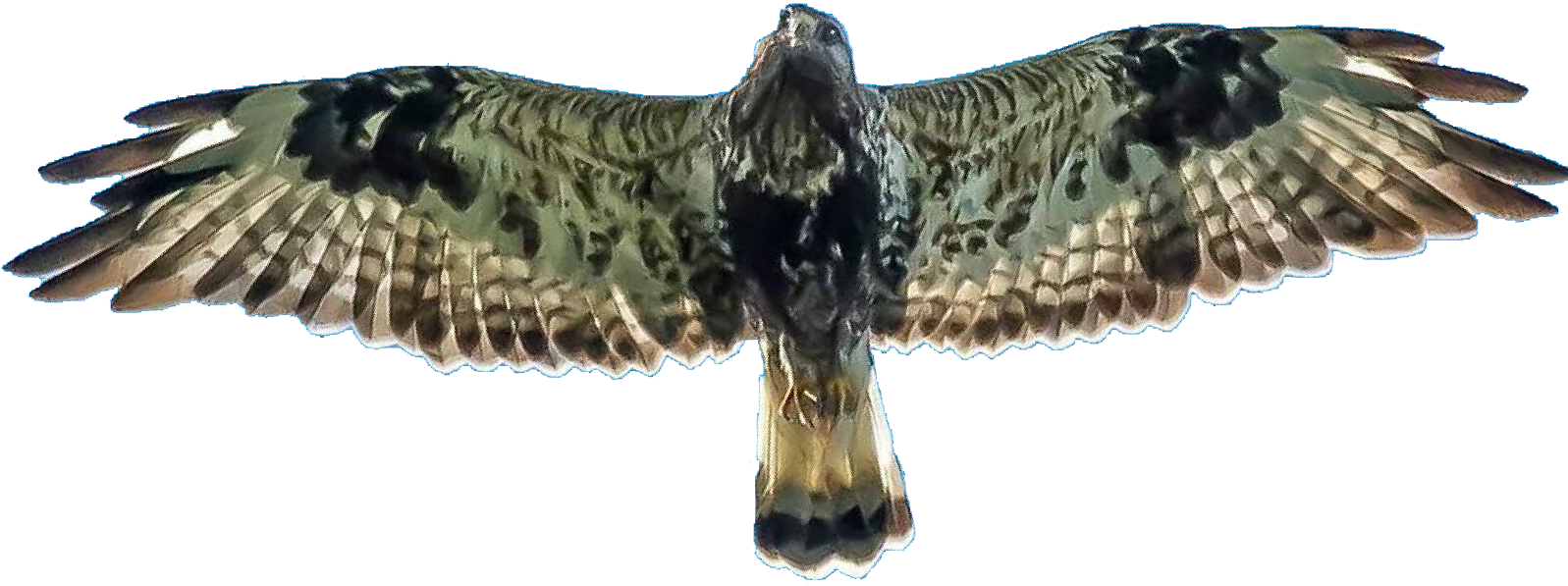Soaring Hawk Spread Wings PNG