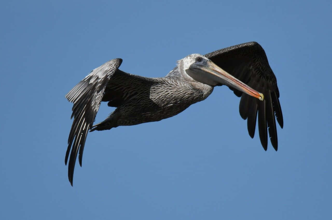 Soaring Pelican Against Blue Sky.jpg Wallpaper