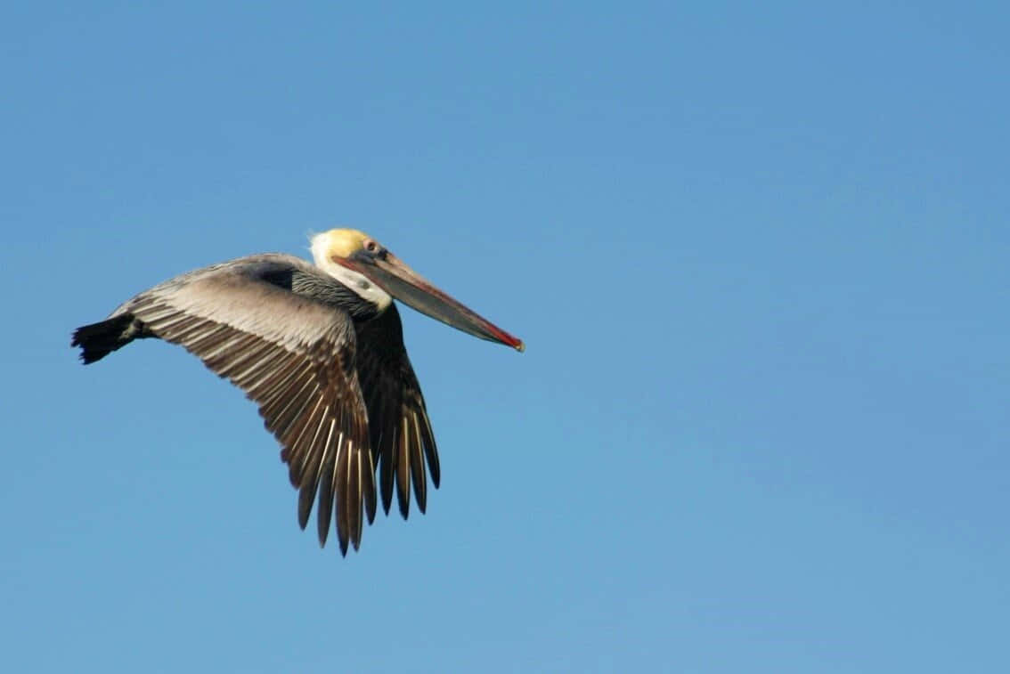 Soaring Pelican Against Blue Sky.jpg Wallpaper