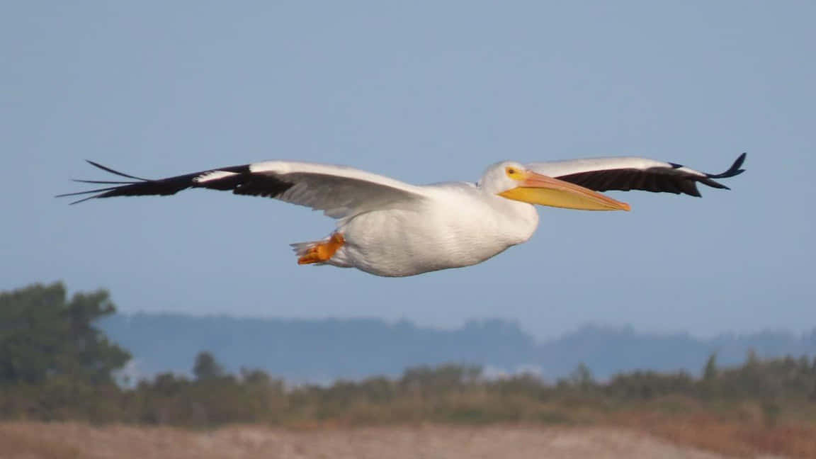 Soaring Pelican Flight Wallpaper