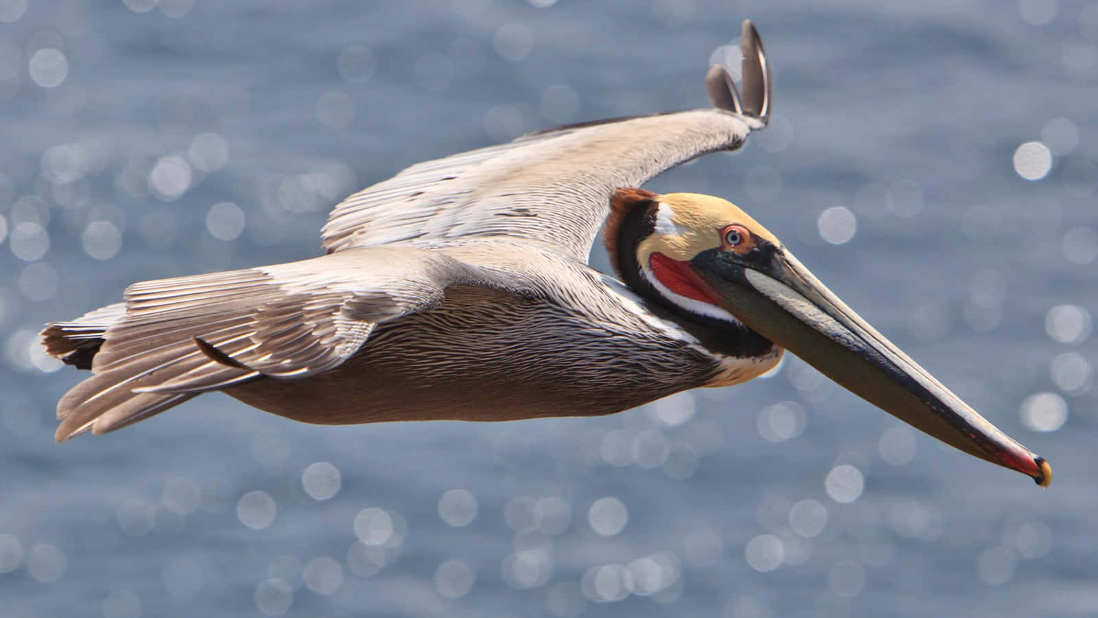 Soaring Pelican Over Water.jpg Wallpaper