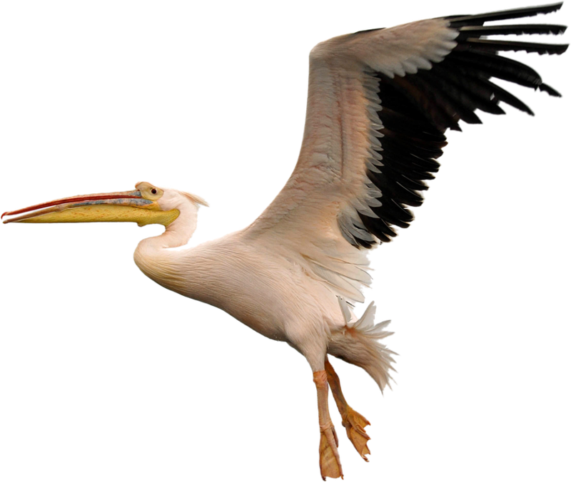 Soaring Pelican Transparent Background PNG
