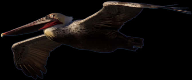 Soaring Pelicanin Darkness PNG