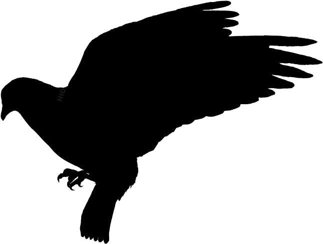 Soaring Pigeon Silhouette PNG