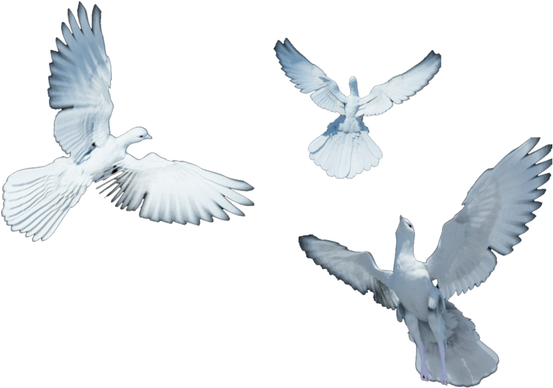Soaring Pigeons Graceful Flight PNG
