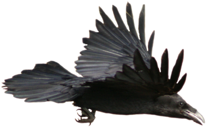Soaring Raven Transparent Background PNG