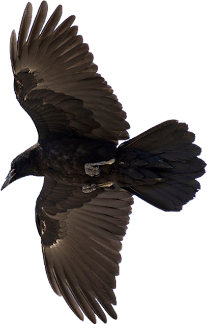 Soaring Ravenin Flight PNG