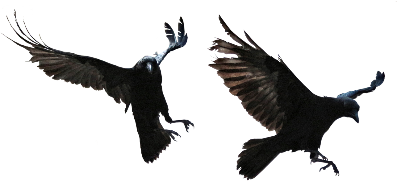 Soaring Ravensin Flight PNG