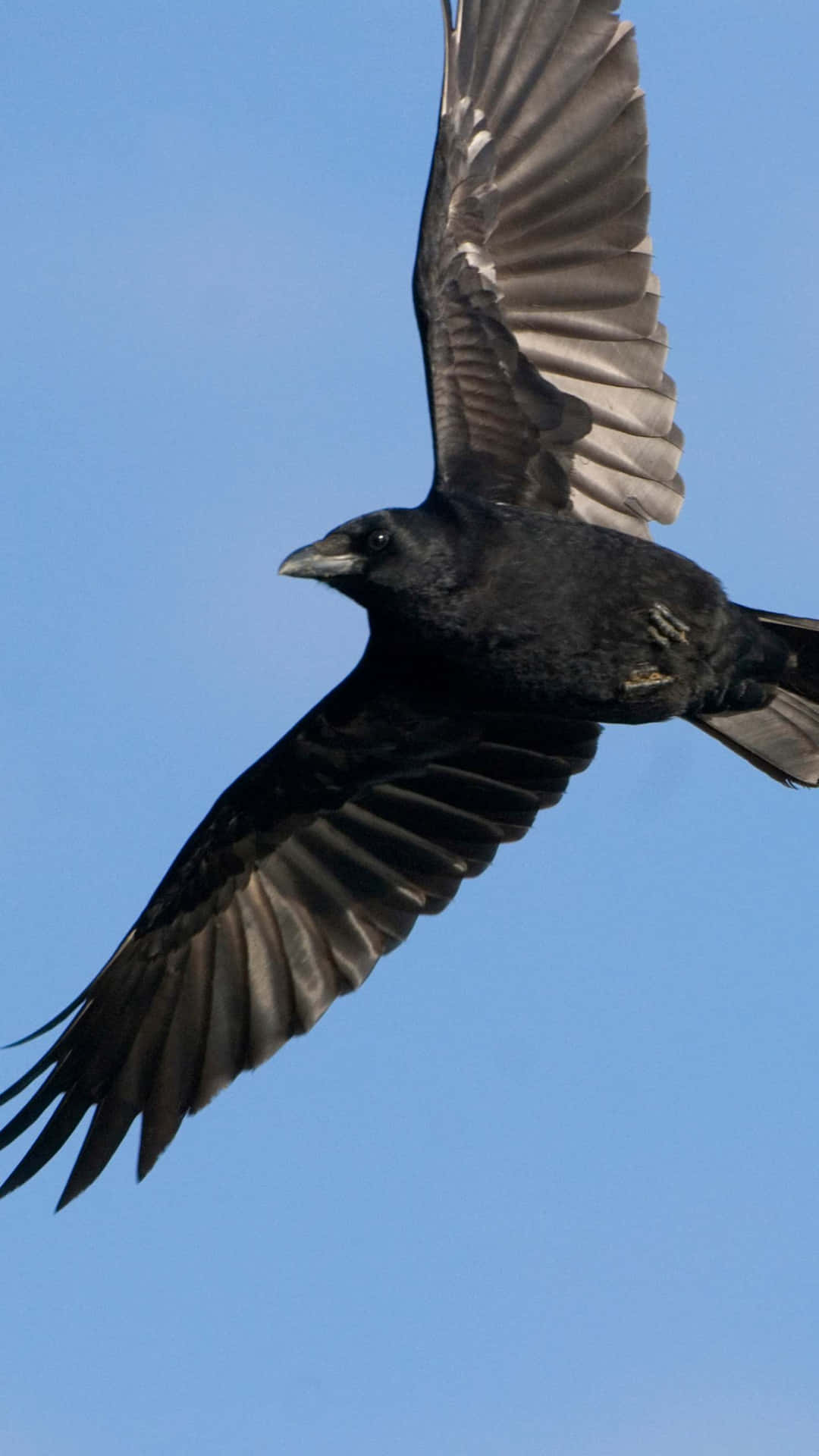 Soaring Rook In Flight.jpg Wallpaper