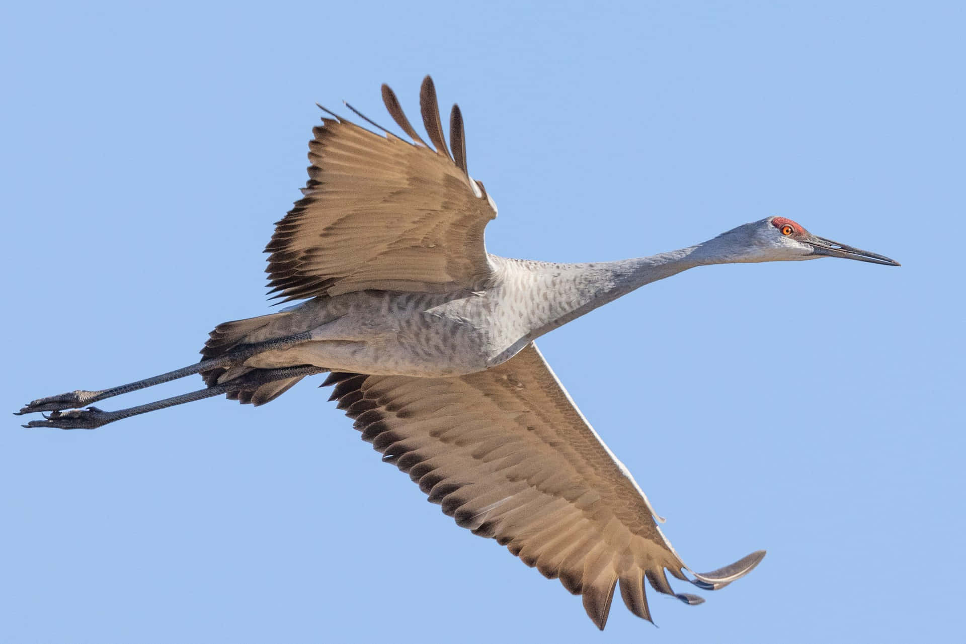 Soaring Sandhill Cranein Flight Wallpaper