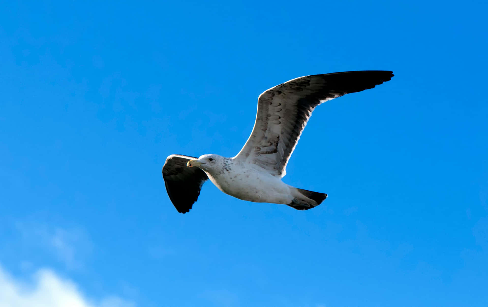 Soaring Seabird Against Blue Sky.jpg Wallpaper