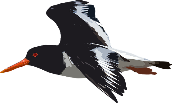 Soaring Seabird Illustration PNG