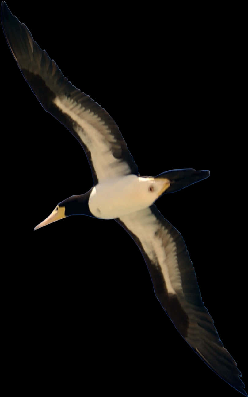 Soaring Seabirdin Flight PNG