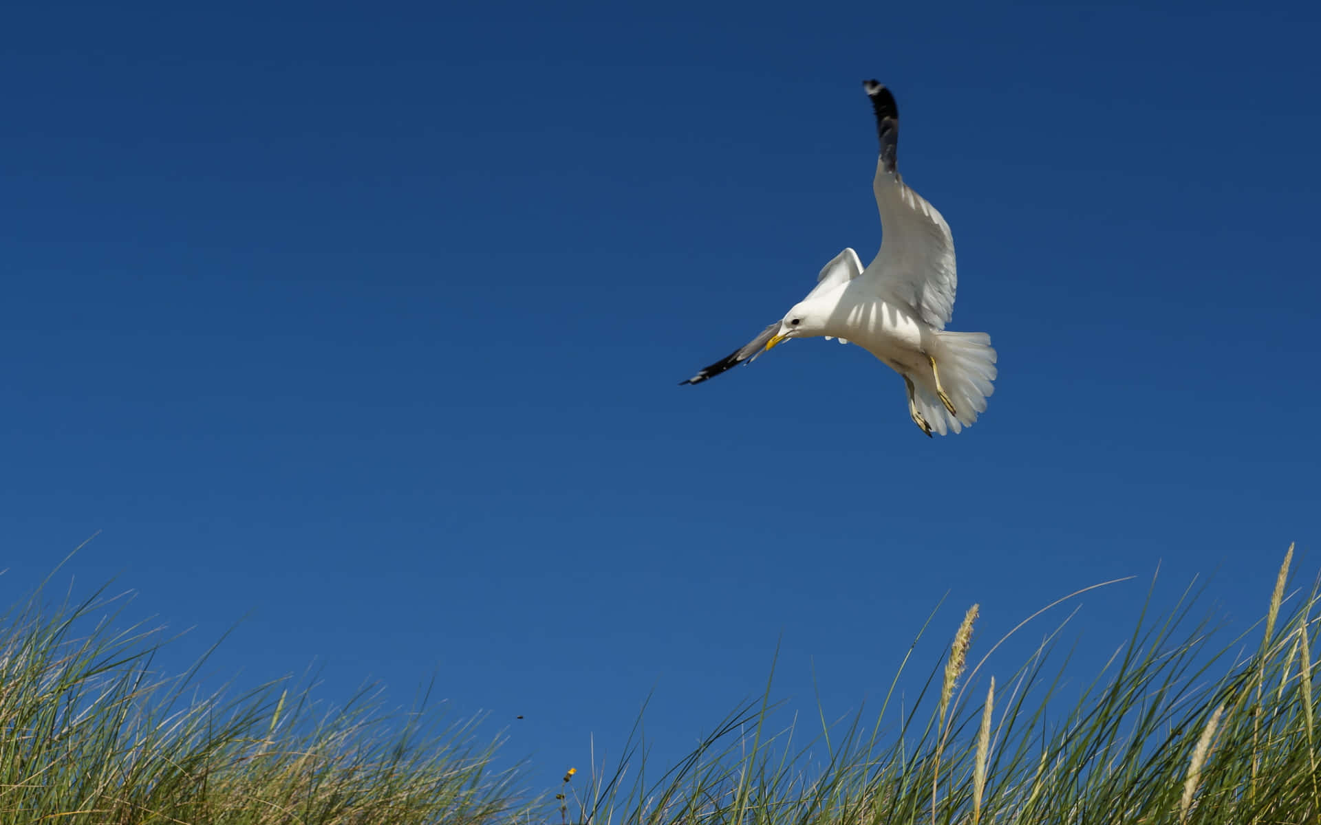 Soaring Seagull Above Grassy Dunes Wallpaper