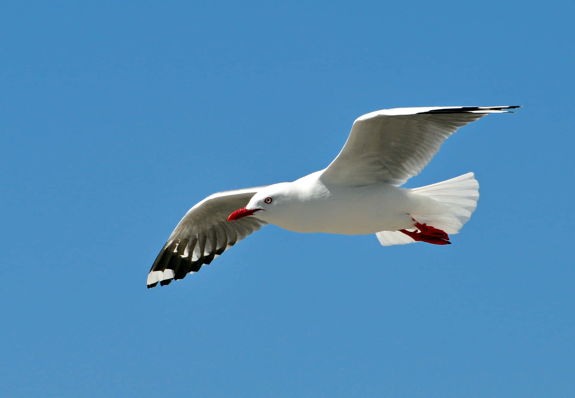 Soaring Seagull Against Blue Sky.jpg Wallpaper