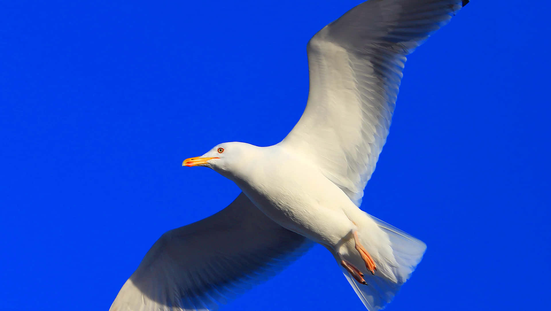 Soaring Seagull Against Blue Sky.jpg Wallpaper