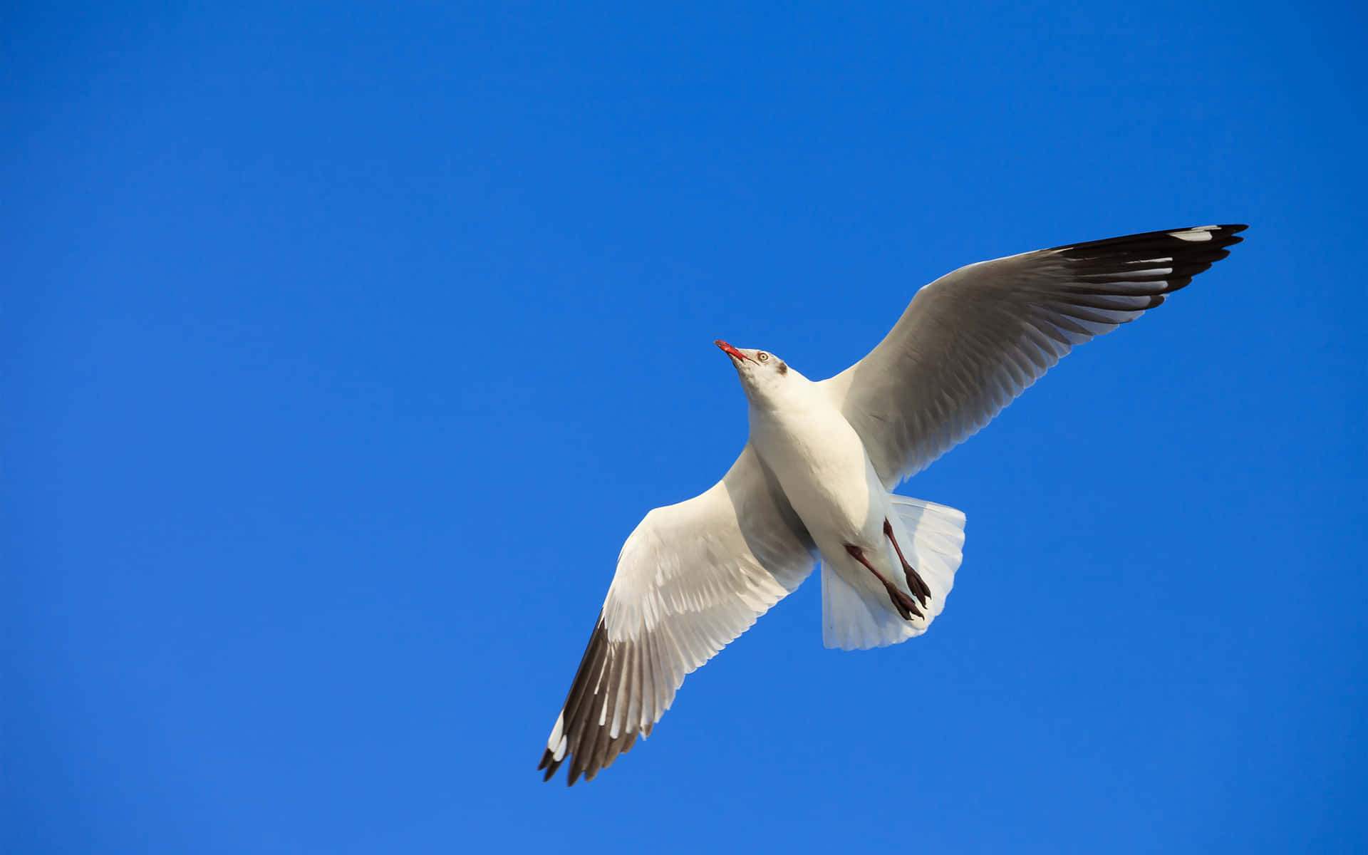 Soaring Seagull Against Blue Sky.jpg Wallpaper