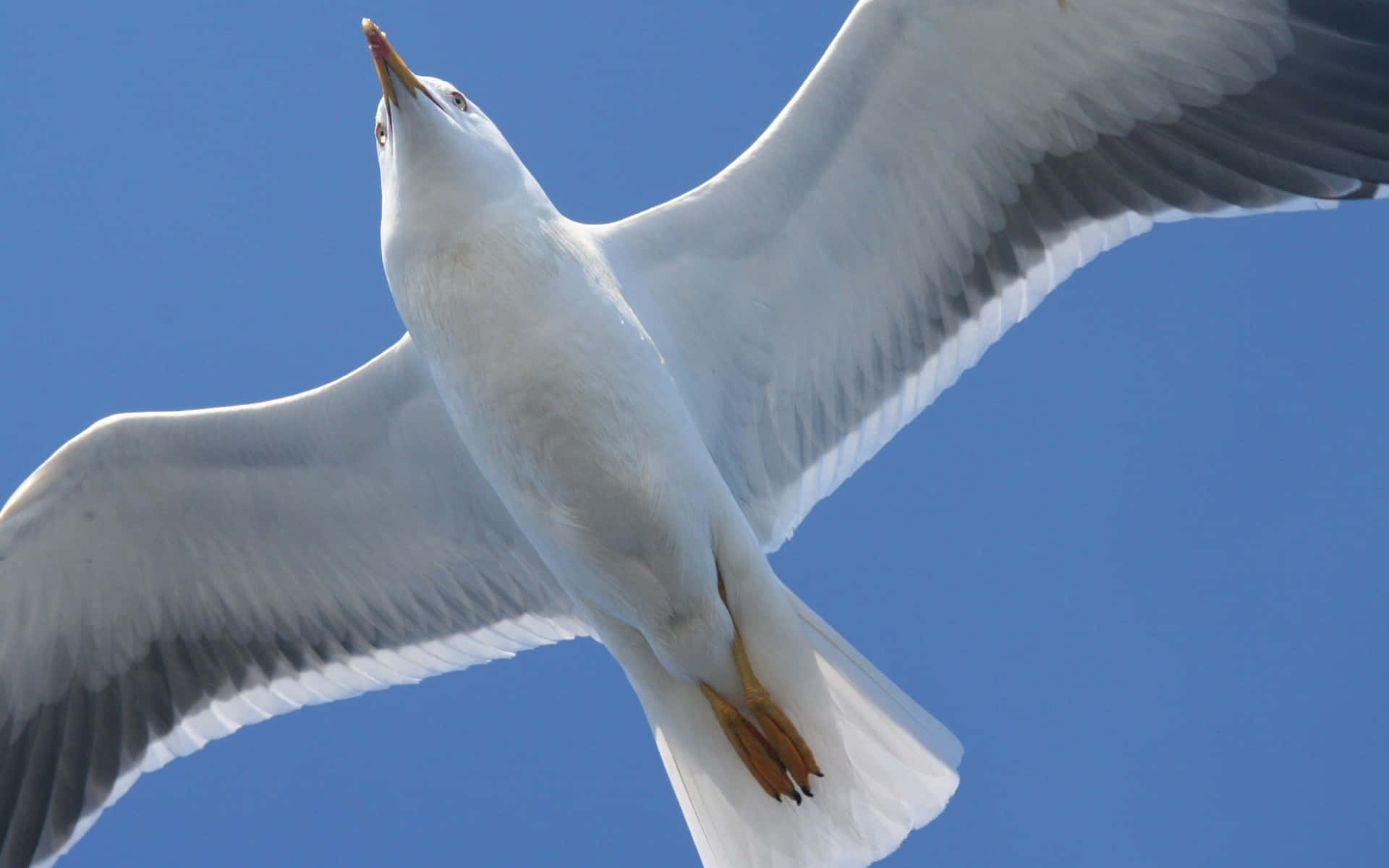 Soaring Seagull Against Blue Sky Wallpaper