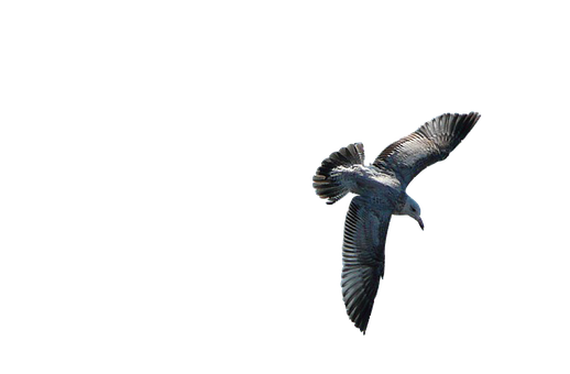 Soaring Seagull Against Dark Background.jpg PNG