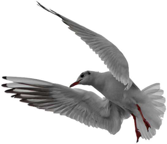 Soaring Seagull Graceful Flight.png PNG